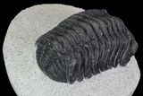 Bargain, Morocops Trilobite - Visible Eye Facets #92203-3
